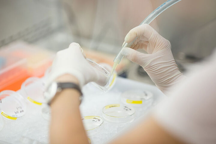 A close-up shot of hands filling petri dishes in lab.